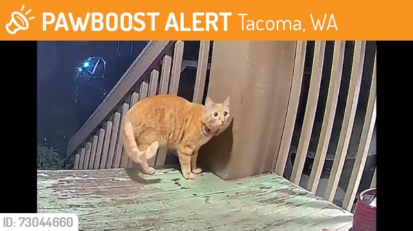 Found/Stray Male Cat last seen 90th East F Street, Tacoma, WA 98445