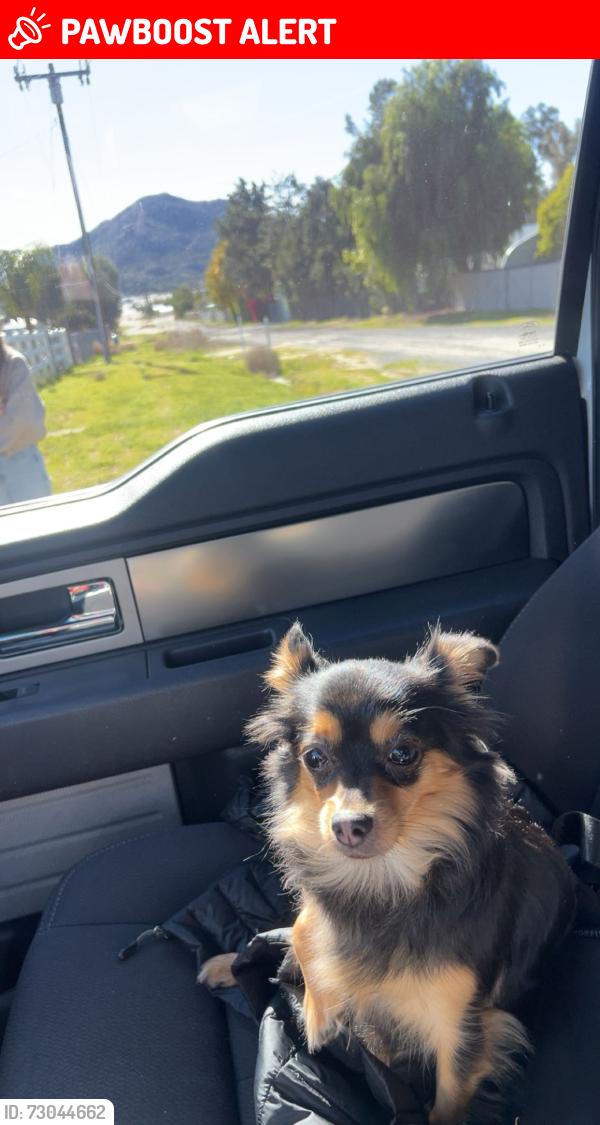 Lost Female Dog last seen Shoemaker, Santa Fe Springs, CA 90670