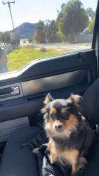 Lost Female Dog last seen Shoemaker, Santa Fe Springs, CA 90670
