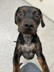 Shelter Stray Male Dog last seen Pleasant Ridge school, Knox County GP, TN, 3201 Division St, Knoxville, TN 37919, USA