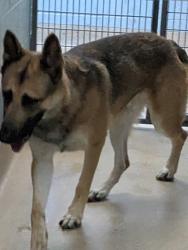 Shelter Stray Male Dog last seen Near MacArthur Blvd, Oakland, CA, 1101 29th Ave, Oakland, CA 94601, USA