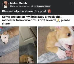 Lost Male Dog last seen Culver, Irondequoit, NY 14622