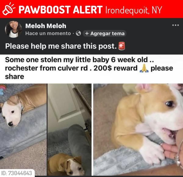 Lost Male Dog last seen Culver, Irondequoit, NY 14622