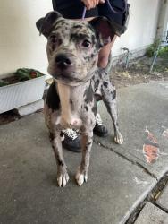 Shelter Stray Male Dog last seen unknown at this time, Oakland, CA, 1101 29th Ave, Oakland, CA 94601, USA