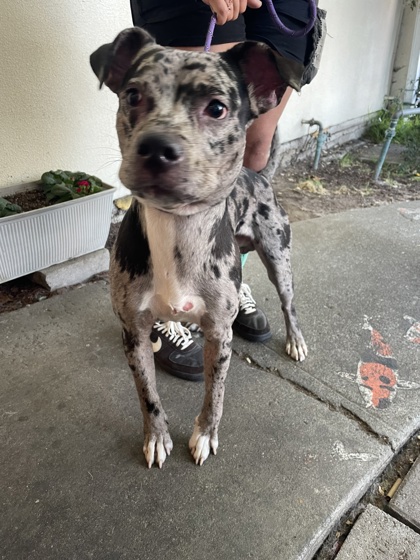 Shelter Stray Male Dog last seen unknown at this time, Oakland, CA, 1101 29th Ave, Oakland, CA 94601, USA