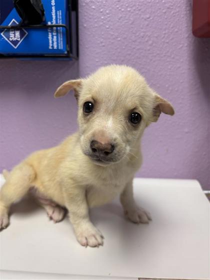 Shelter Stray Male Dog last seen Near alameda, Outside City/County, TX, 5001 Fred Wilson Ave, El Paso, TX 79906, USA