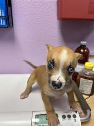 Shelter Stray Female Dog last seen Near alameda, Outside City/County, TX, 5001 Fred Wilson Ave, El Paso, TX 79906, USA