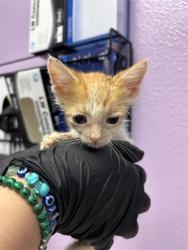 Shelter Stray Male Cat last seen Near Doniphan Drive 79932, CITY of El Paso, TX, 5001 Fred Wilson Ave, El Paso, TX 79906, USA