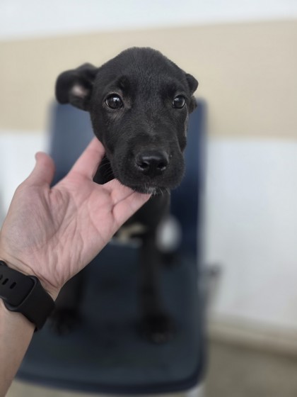 Shelter Stray Male Dog last seen Near N Pecan St, North District, TX, 355 Hillshire Dr, Haslet, TX 76052, USA