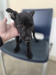 Shelter Stray Female Dog last seen Near N Pecan St, North District, TX, 355 Hillshire Dr, Haslet, TX 76052, USA