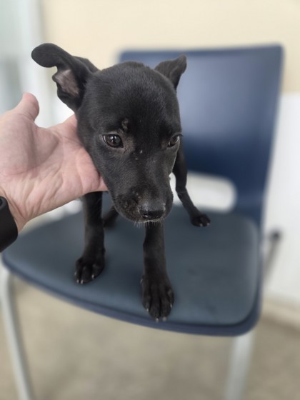 Shelter Stray Female Dog last seen Near N Pecan St, North District, TX, 355 Hillshire Dr, Haslet, TX 76052, USA