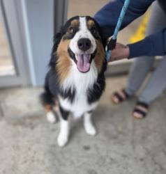 Shelter Stray Male Dog last seen Near Clemmons Rd, North District, TX, 355 Hillshire Dr, Haslet, TX 76052, USA