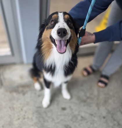 Shelter Stray Male Dog last seen Near Clemmons Rd, North District, TX, 355 Hillshire Dr, Haslet, TX 76052, USA