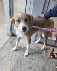 Shelter Stray Male Dog last seen Near Clemmons Rd, North District, TX, 355 Hillshire Dr, Haslet, TX 76052, USA