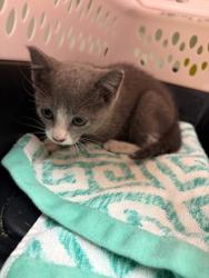 Shelter Stray Male Cat last seen Near Marietta St., Atlanta, GA, 1251 Fulton Industrial Blvd NW, Atlanta, GA 30336, USA