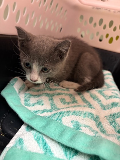 Shelter Stray Male Cat last seen Near Marietta St., Atlanta, GA, 1251 Fulton Industrial Blvd NW, Atlanta, GA 30336, USA