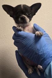 Shelter Stray Female Dog last seen S Peach Ave & E Nebraska Ave, Selma Zone Fresno CO 3 93662, CA, 1510 W Dan Ronquillo Dr, Fresno, CA 93706, USA