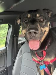 Shelter Stray Female Dog last seen , 30340, GA, 3280 Chamblee Dunwoody Rd, Chamblee, GA 30341, USA