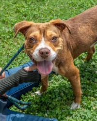 Shelter Stray Male Dog last seen , 30032, GA, 3280 Chamblee Dunwoody Rd, Chamblee, GA 30341, USA