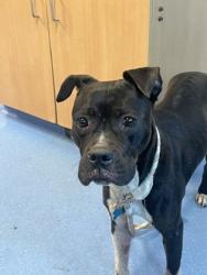 Shelter Stray Female Dog last seen Near Natchez Trail Conley, 30288, 30288, GA, 3280 Chamblee Dunwoody Rd, Chamblee, GA 30341, USA