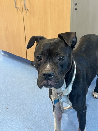 Shelter Stray Female Dog last seen Near Natchez Trail Conley, 30288, 30288, GA, 3280 Chamblee Dunwoody Rd, Chamblee, GA 30341, USA