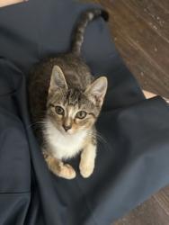 Shelter Stray Female Cat last seen Near Lagoon Ct, Stone Mountain, GA 30083, 30083, GA, 3280 Chamblee Dunwoody Rd, Chamblee, GA 30341, USA