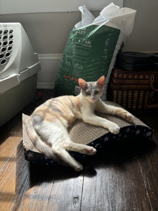 Shelter Stray Female Cat last seen Near Lagoon Ct, Stone Mountain, GA 30083, 30083, GA, 3280 Chamblee Dunwoody Rd, Chamblee, GA 30341, USA