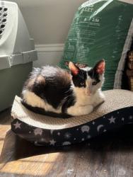 Shelter Stray Male Cat last seen Near Lagoon Ct, Stone Mountain, GA 30083, 30083, GA, 3280 Chamblee Dunwoody Rd, Chamblee, GA 30341, USA
