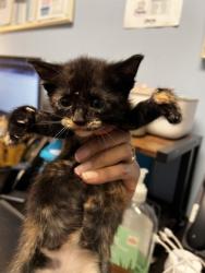 Shelter Stray Female Cat last seen Glen Falls Drive, Decatur, GA 30032, 30032, GA, 3280 Chamblee Dunwoody Rd, Chamblee, GA 30341, USA
