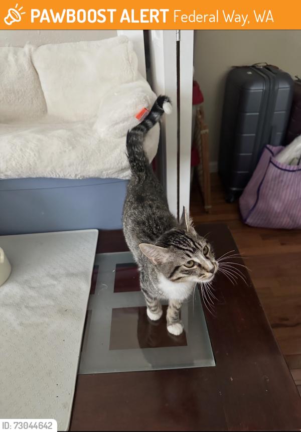 Found/Stray Male Cat last seen 1ST PL S Federal Way, WA, Federal Way, WA 98003