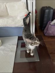 Found/Stray Male Cat last seen 1ST PL S Federal Way, WA, Federal Way, WA 98003