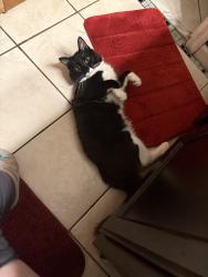 Lost Male Cat last seen Reita Street, Savannah, GA 31410