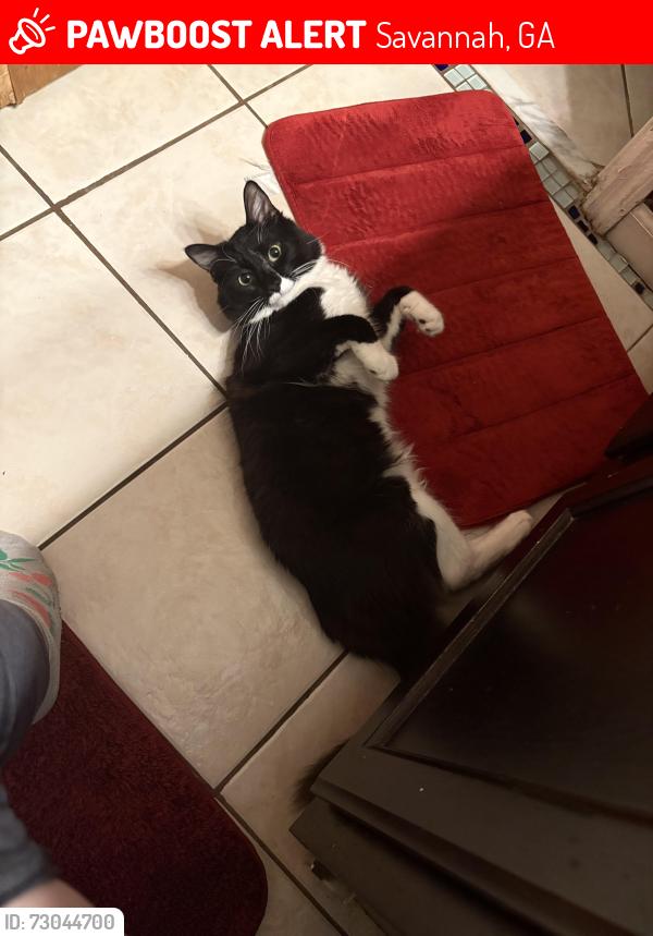Lost Male Cat last seen Reita Street, Savannah, GA 31410