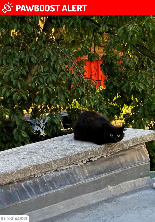 Lost Unknown Cat last seen Russell Avenue, Noel Park, England N22 6PP