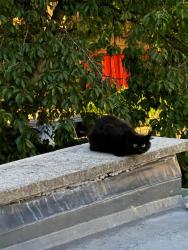 Lost Unknown Cat last seen Russell Avenue, Noel Park, England N22 6PP