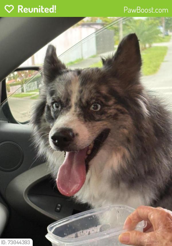 Reunited Female Dog last seen Near SW 109th Ct, Miami, FL 33173, USA, Miami, FL 33173
