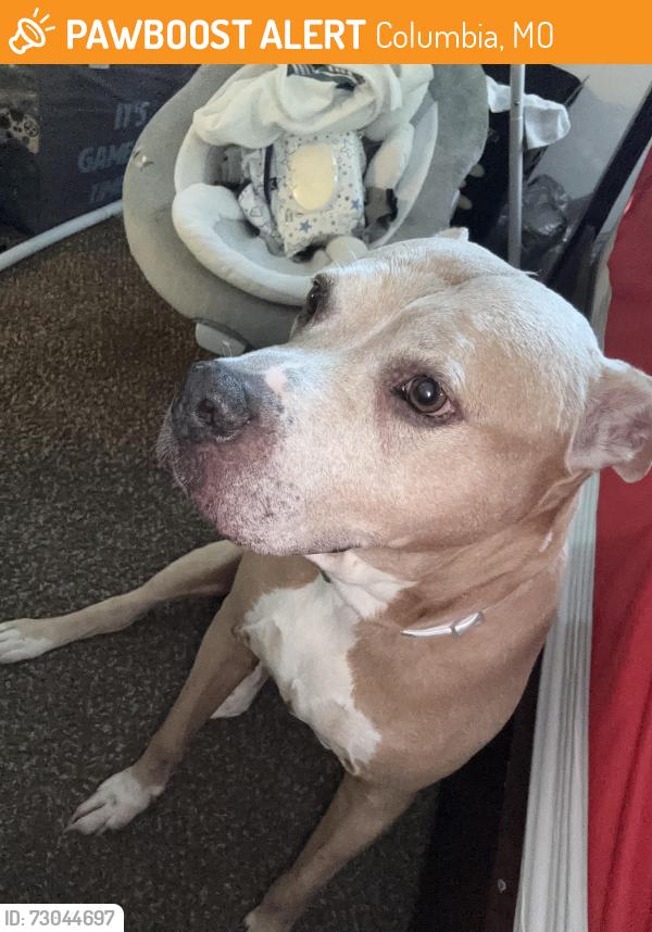 Found/Stray Female Dog last seen Near N Kent Dr Columbia, Mo 65202, Columbia, MO 65202