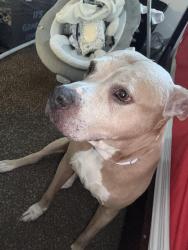 Found/Stray Female Dog last seen Near N Kent Dr Columbia, Mo 65202, Columbia, MO 65202