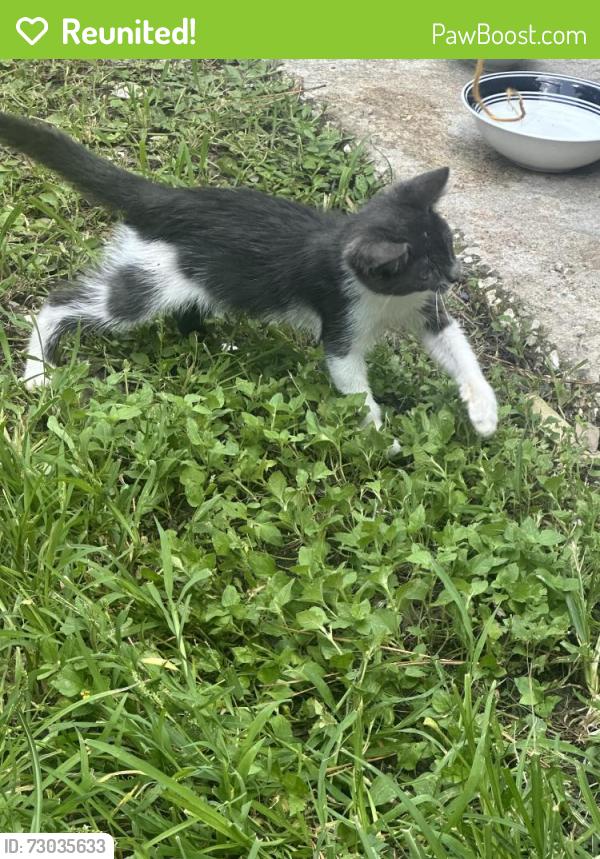 Reunited Unknown Cat last seen North central target , Spring, TX 77388