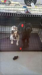 Lost Female Dog last seen Revere Ave, Haines City, FL 33844