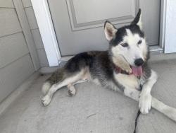 Found/Stray Male Dog last seen Somerset Rd, San Antonio, TX 78073