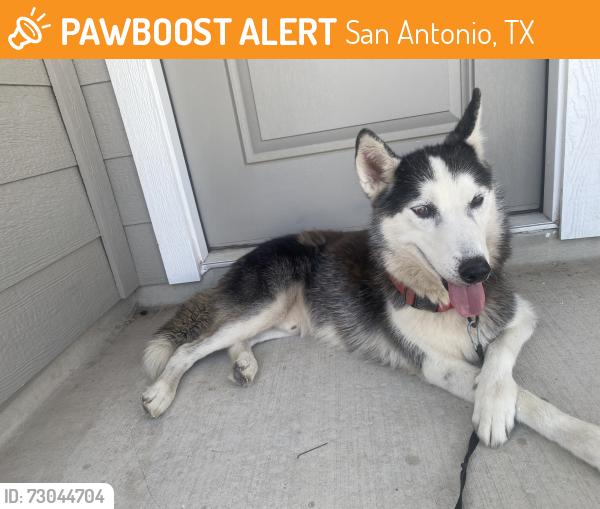 Found/Stray Male Dog last seen Somerset Rd, San Antonio, TX 78073