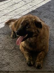 Reunited Female Dog last seen Barstow community hosp, Barstow, CA 92311