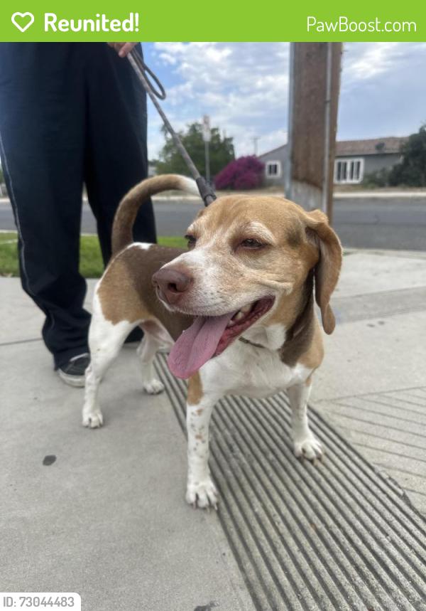 Reunited Male Dog last seen Valley, Fontana, CA 92335