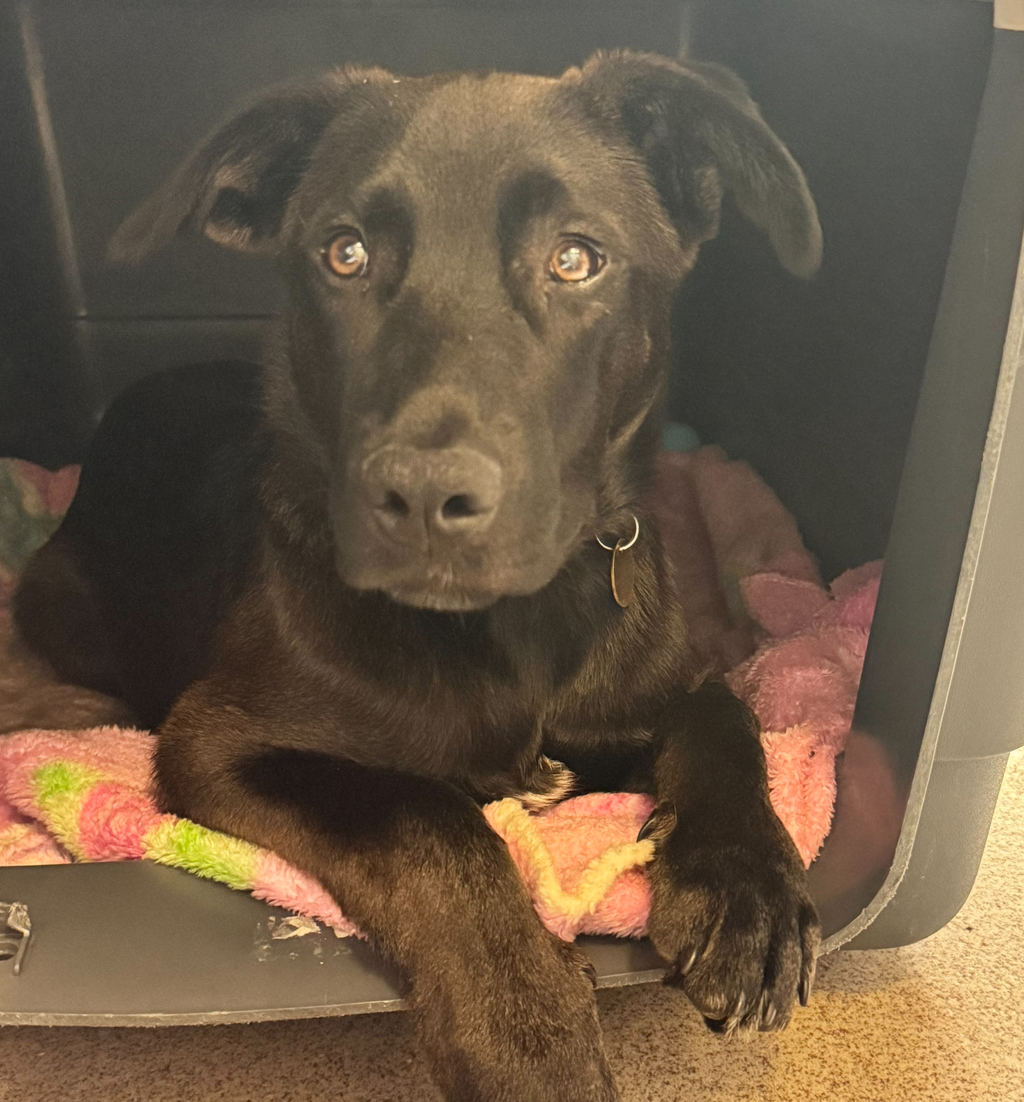 Shelter Stray Male Dog last seen Near Davis Street, SAN LEANDRO, CA, 94577, 8323 Baldwin St, Oakland, CA 94621, USA
