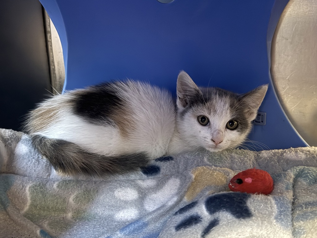 Shelter Stray Female Cat last seen Locust St, LIVERMORE, CA, 94551, 8323 Baldwin St, Oakland, CA 94621, USA