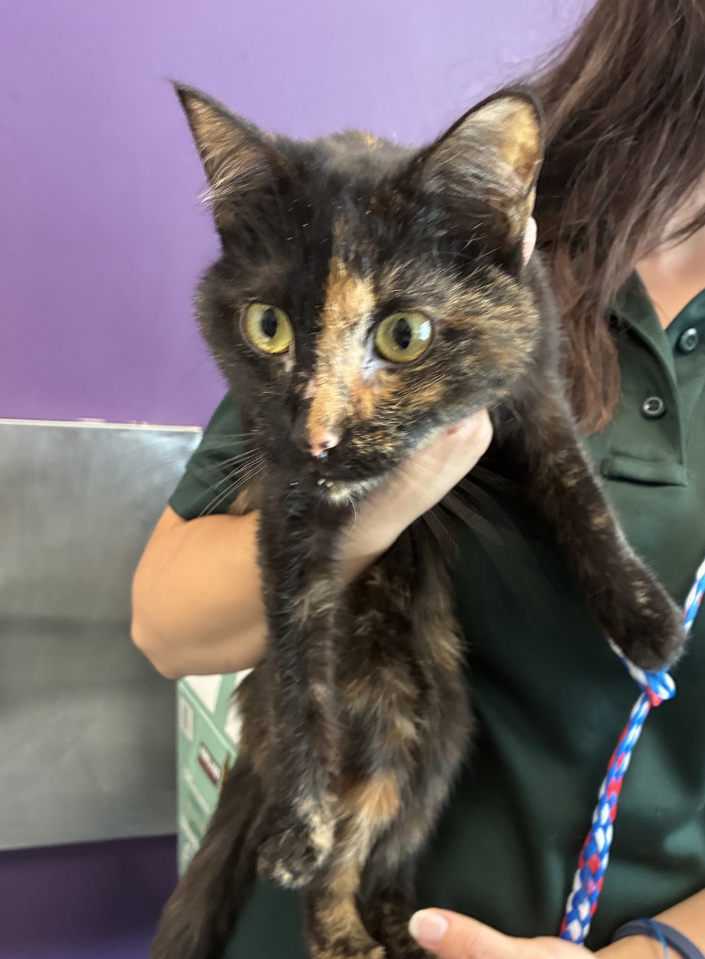 Shelter Stray Female Cat last seen Near S 900 E, MURRAY CITY, UT, 84121, 511 W 3900 S, Salt Lake City, UT 84123, USA