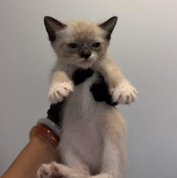 Shelter Stray Female Cat last seen Loma Alta, San Diego, CA, 92115, 5500 Gaines St, San Diego, CA 92110, USA