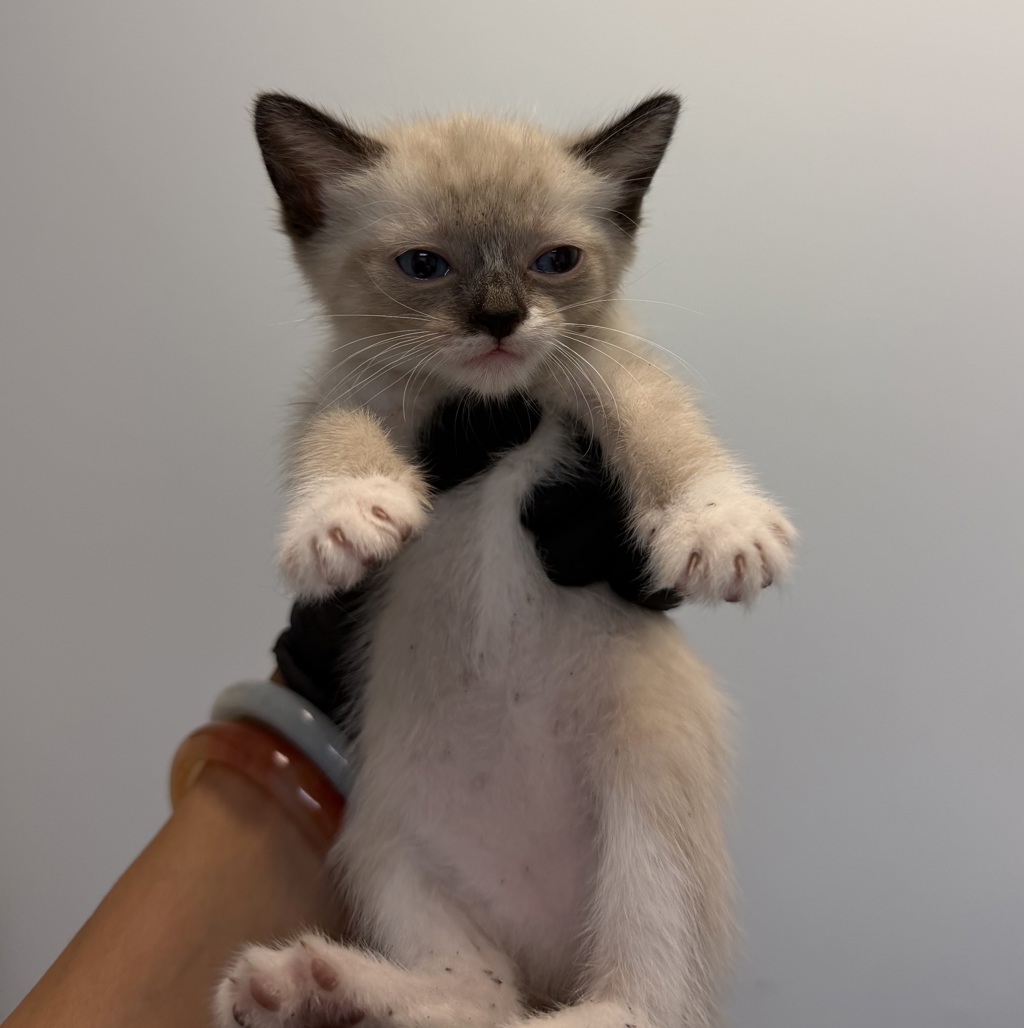 Shelter Stray Female Cat last seen Loma Alta, San Diego, CA, 92115, 5500 Gaines St, San Diego, CA 92110, USA