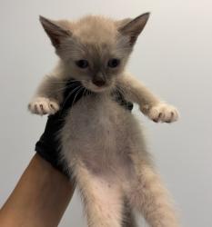 Shelter Stray Female Cat last seen Loma Alta, San Diego, CA, 92115, 5500 Gaines St, San Diego, CA 92110, USA